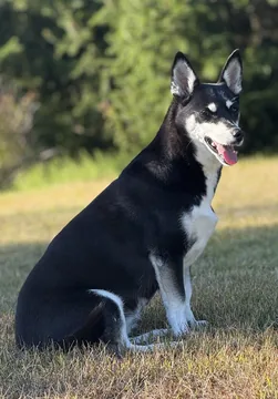 Stock photo of a black and white corgi-husky mix sitting on grass