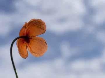 Photo of an orange poppy against a cloudy sky
