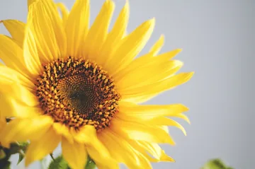 Photo of a sunflower against a pale sky
